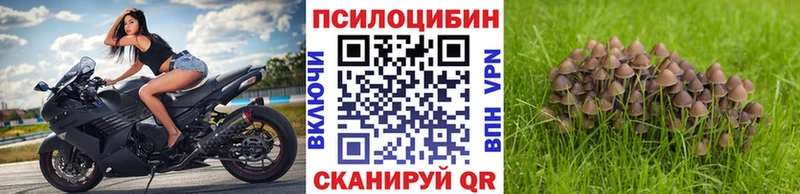 Галлюциногенные грибы Psilocybine cubensis закладка darknet Telegram Злынка ссылка на мегу рабочий сайт